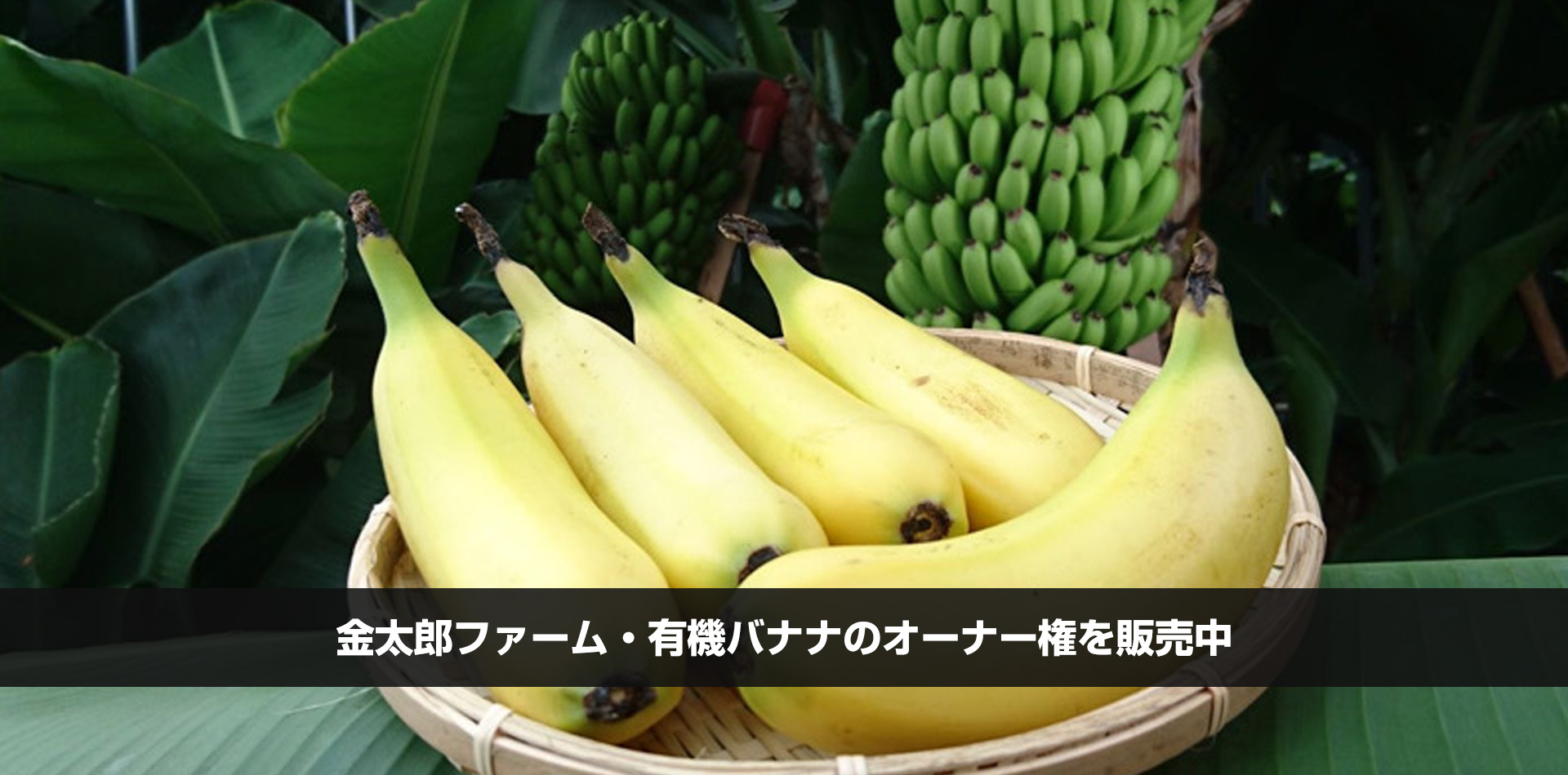 banana_top_org